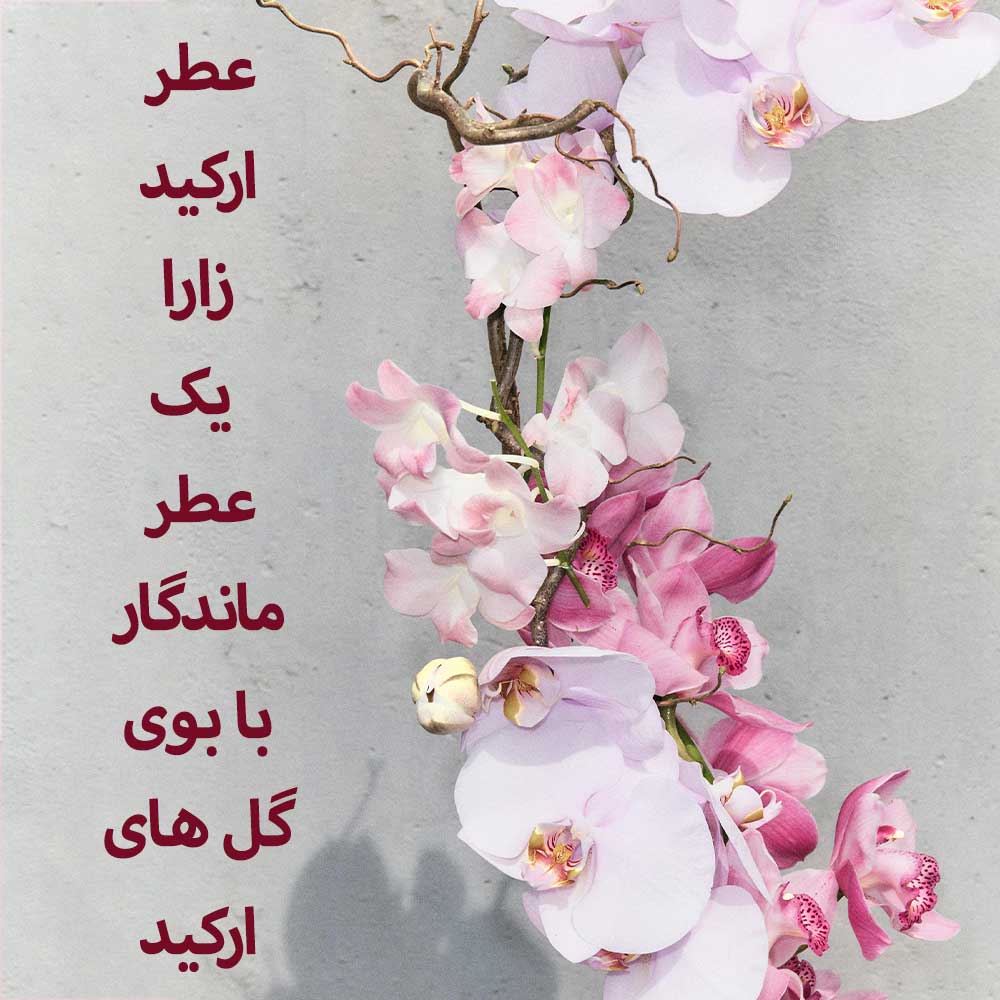 عطر-ارکید-زارا-یک--عطر-ماندگار-با-بوی-گل-های-ارکید